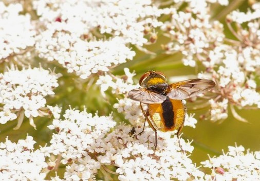 giallo con banda nera: Ectophasia crassipennis (Tachinidae), ♂